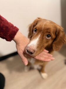 AT Kleben – Das Kinntarget als Kooperationssignal