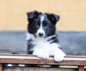 AT Einchecken – Fokus und Aufmerksamkeit aus freien Stücken
