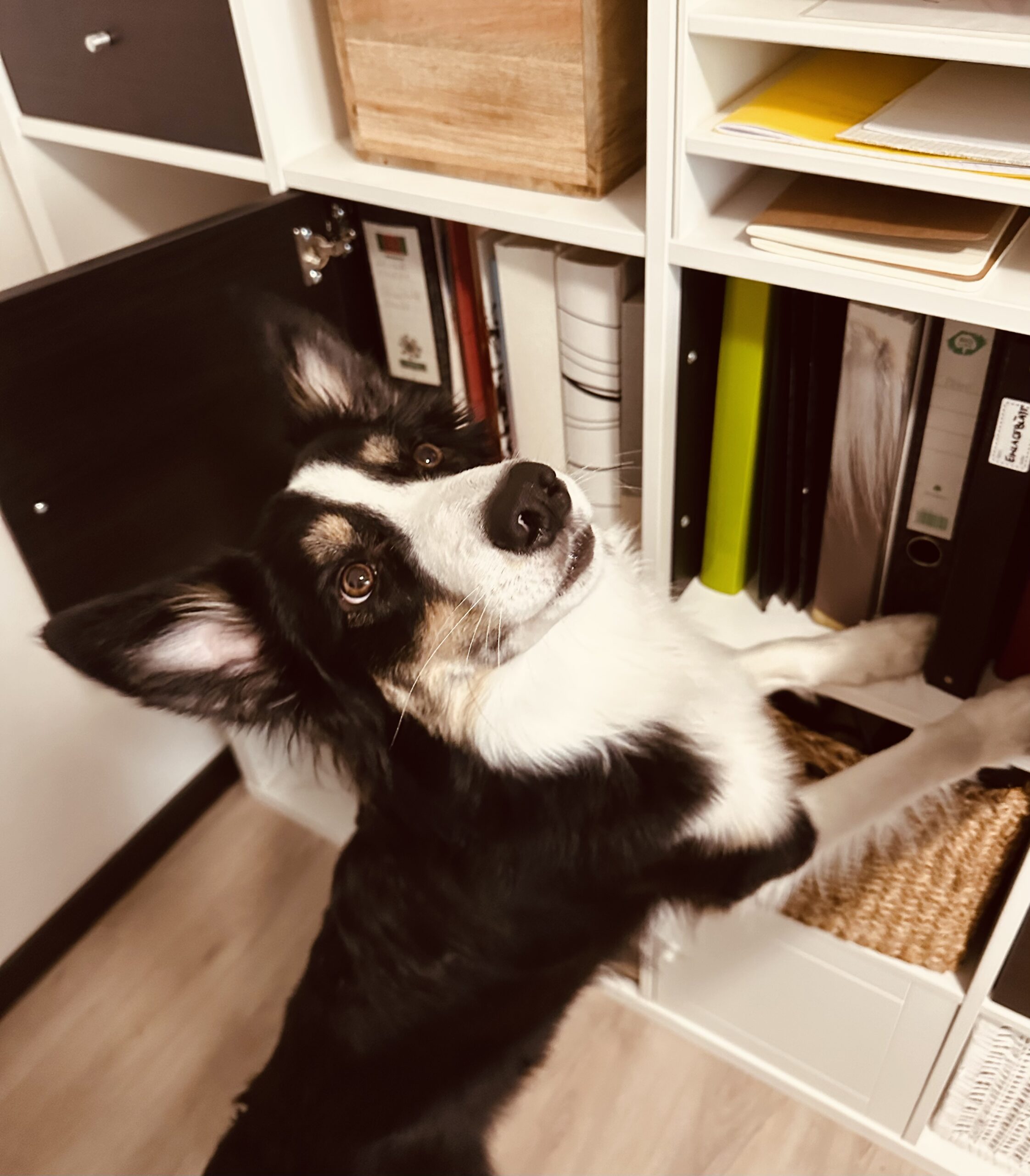 Ein Hunde steht am Bücherregal mit den Vorderpfoten.