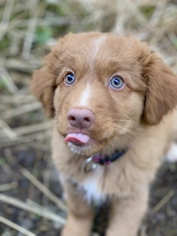 Ein Toller Welpe der die Zunge zeigt