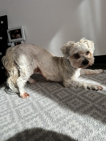 Ein kleiner weißer Hund macht die Übung verbeugen.