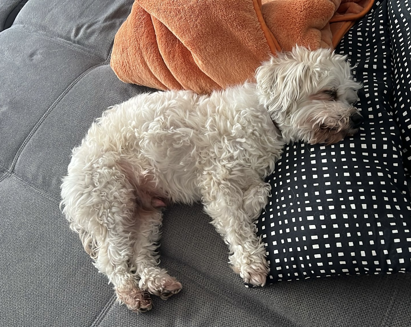 Ein weißer kleiner Hund liegt seitlich auf einer Couch.