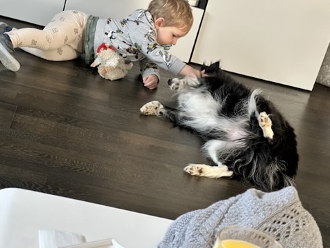 Ein kleiner Bub streichelt einen schwarz weißen Hund am Boden.