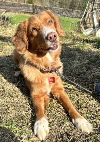 Ein Hund liegt im Gras.