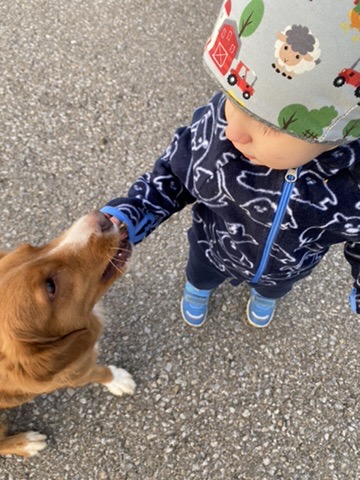 Ein kleiner Bub füttert einen Hund.