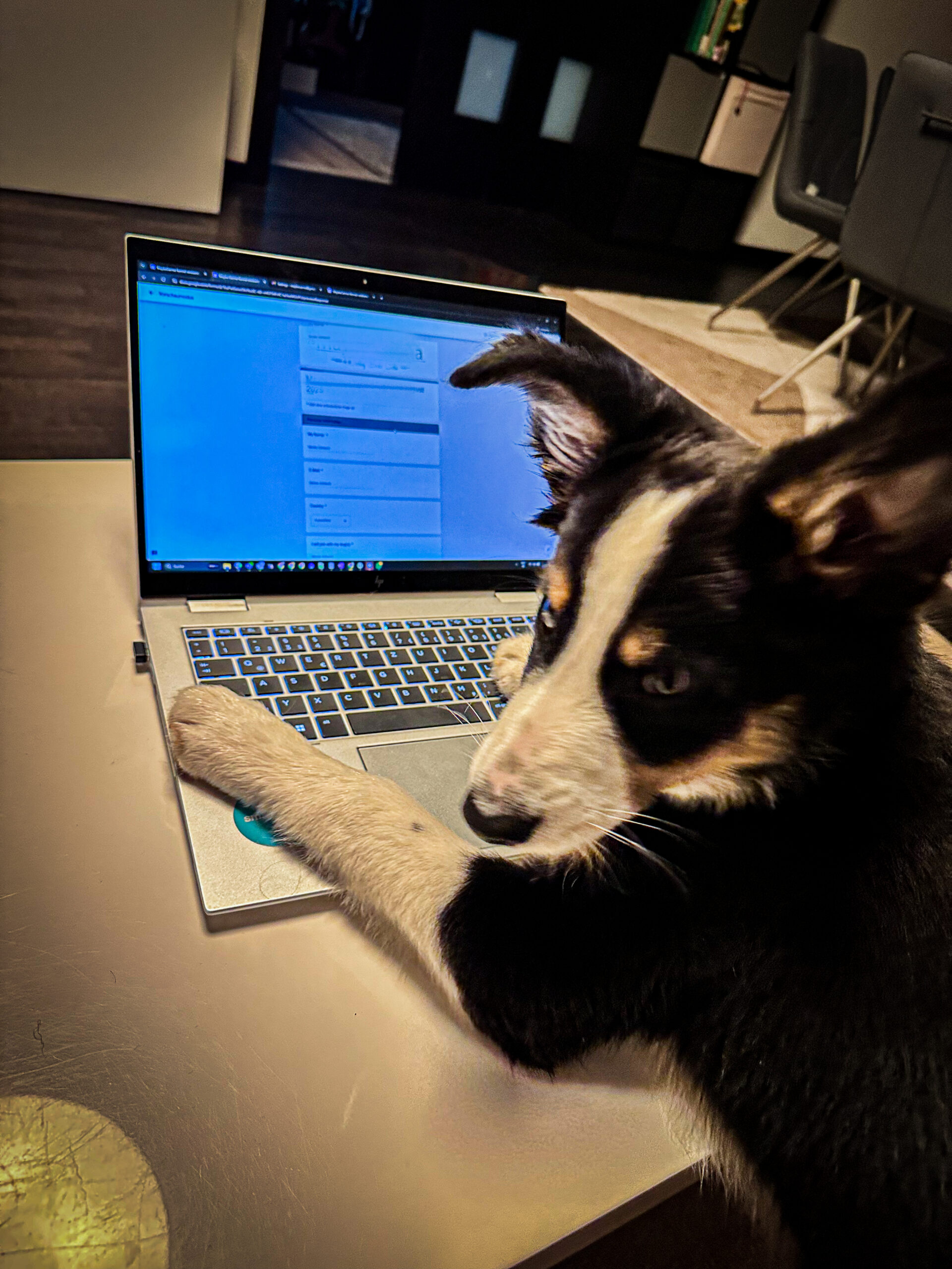 Ein Welpe liegt mit seinen Vorderpfoten am Laptop.