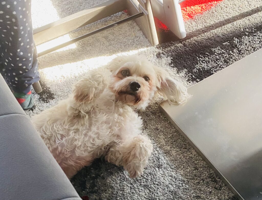 Ein kleiner weißer Hund liegt am Rücken auf einem Teppich .