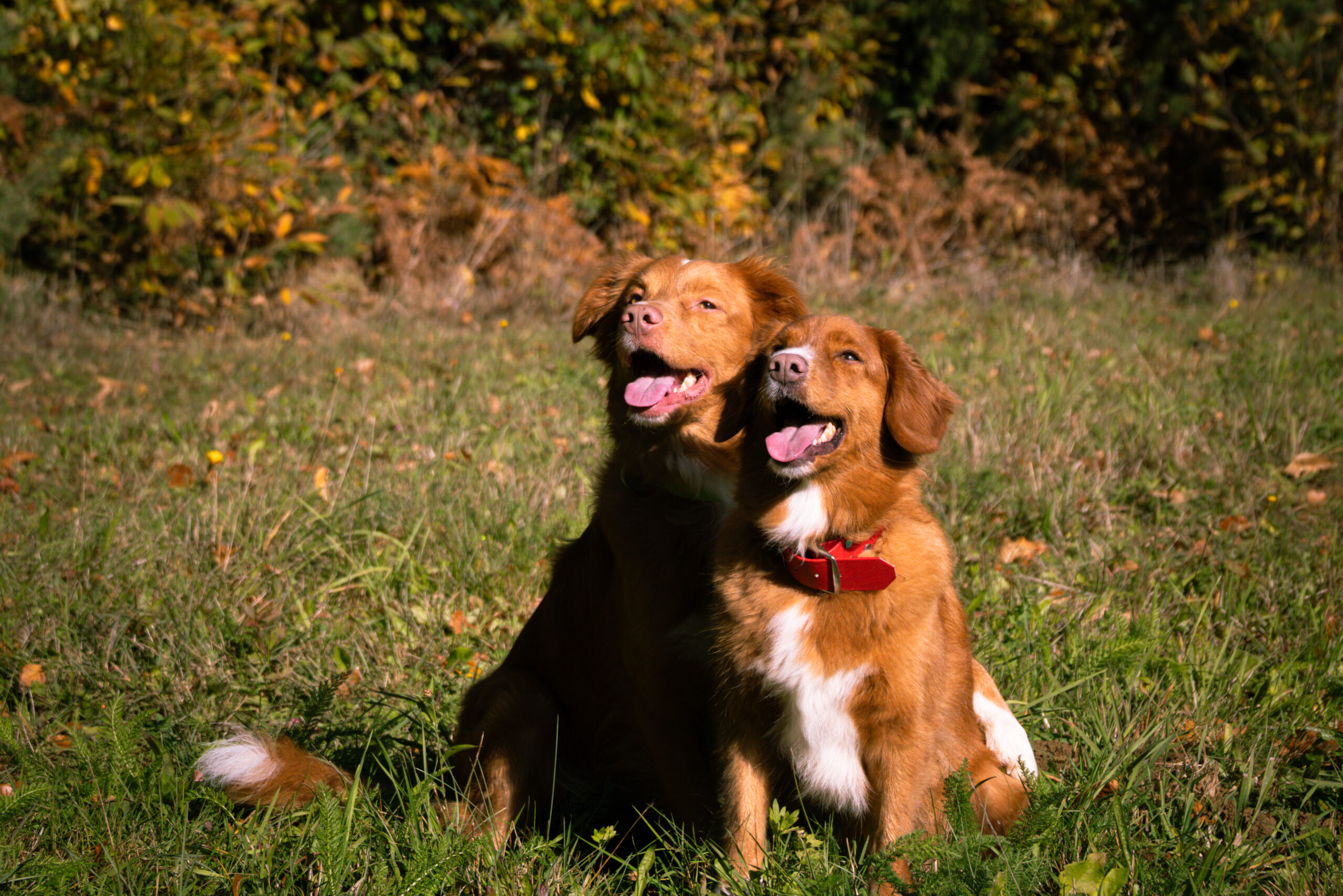Zwei orange Hunde sitzen im Gras und der größere hat eine Pfote um den kleinern gelegt.