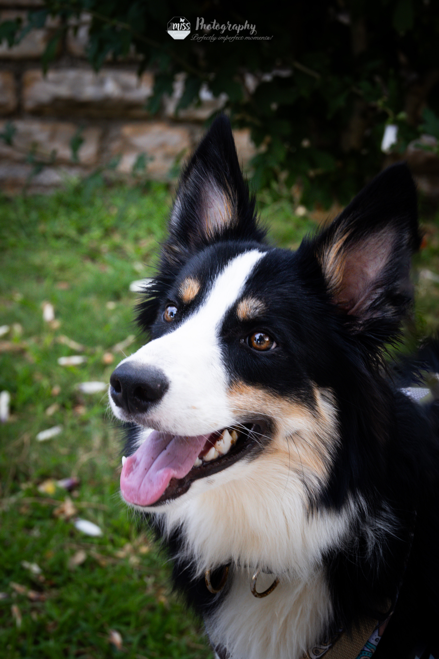 Ein Portaitfoto von einem schwarz weißen Bordercollie.