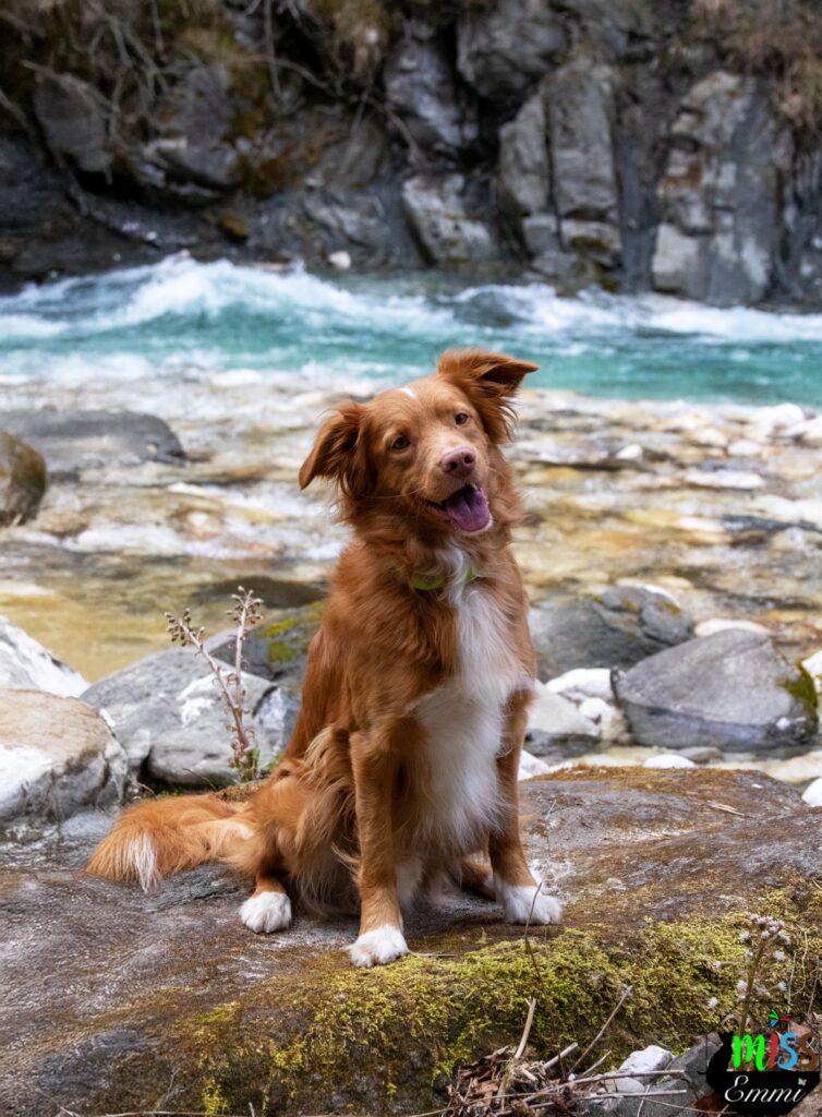 Ein Hund sitzt vor einem türkisblauen Fluss auf einem Stein.