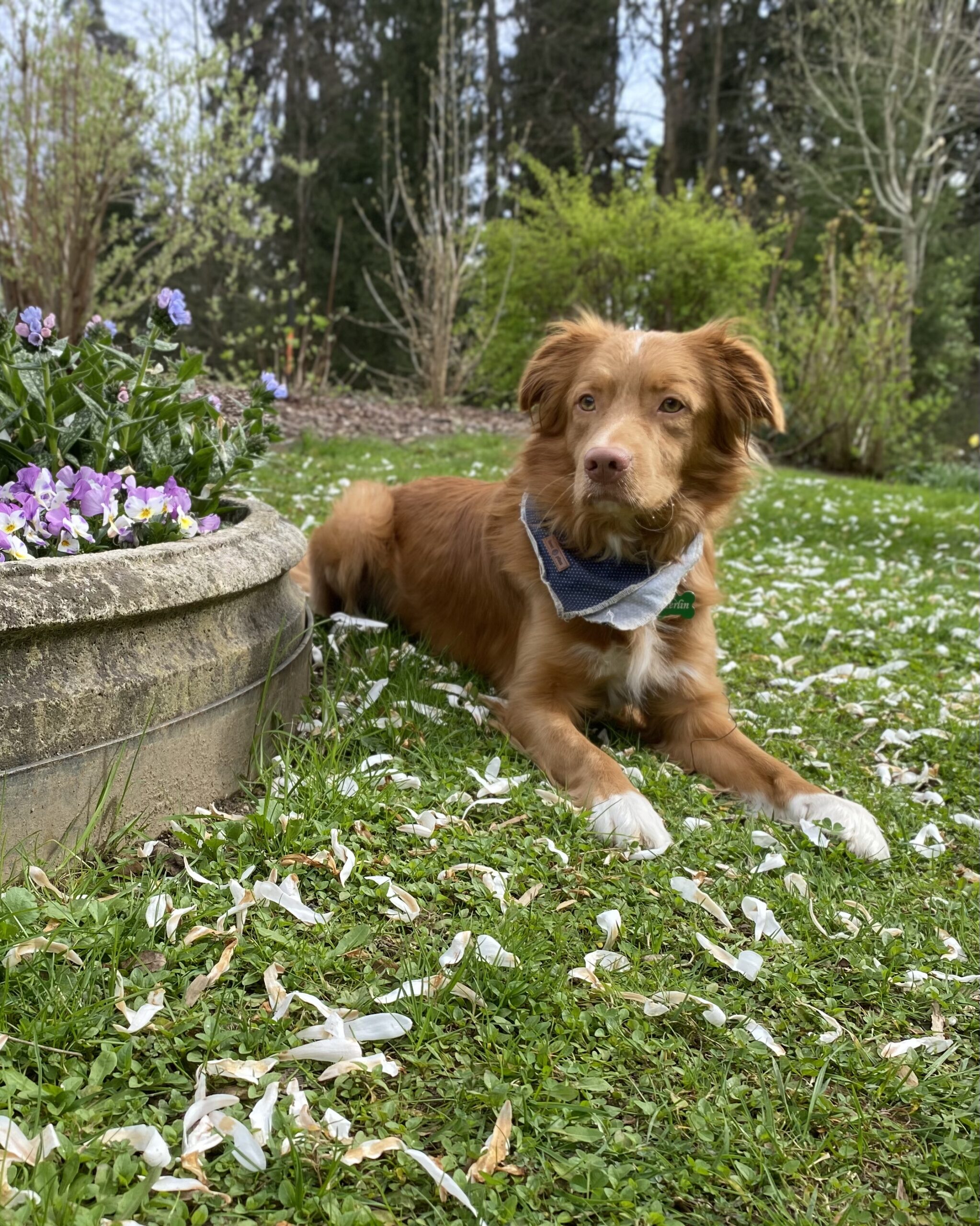 Ein Hund liegt vor einer Schale mit Frühlingsblumen in der Wiese und trägt ein blaues Halstuch.