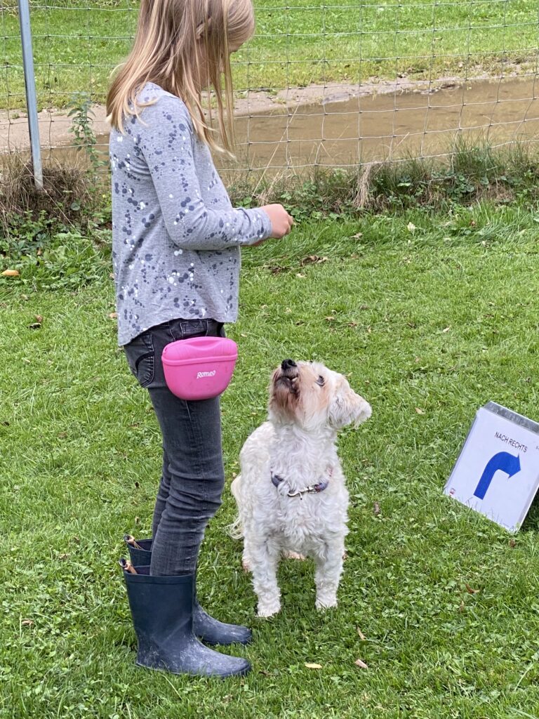 Ein Mädchen füttert einen kleinen weißen Hund vor einem Rally Obedience Schild.