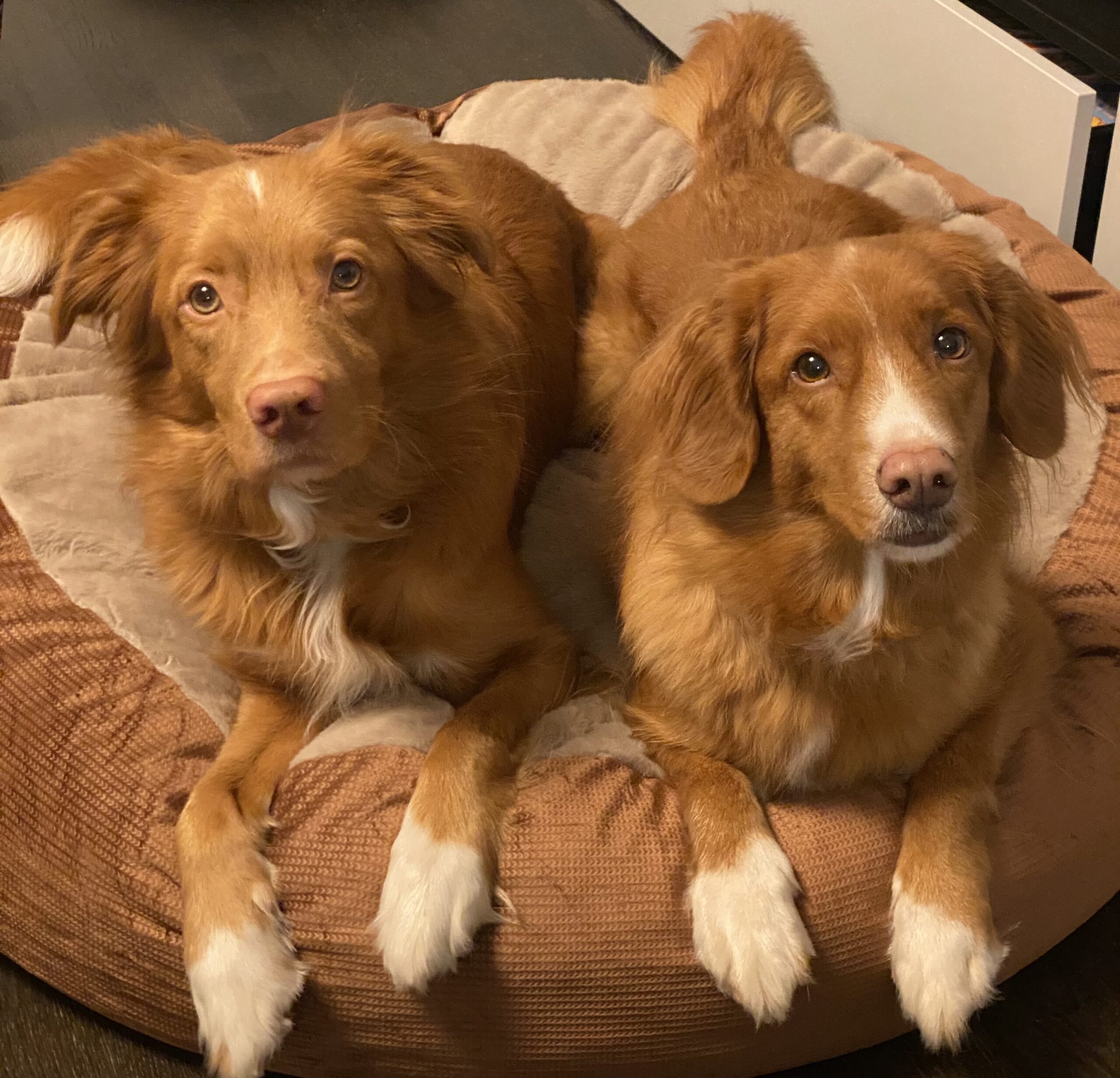 Zwei Hunde liegen sehr aufmerksam und treuherzig schauend in einem Hundebett.