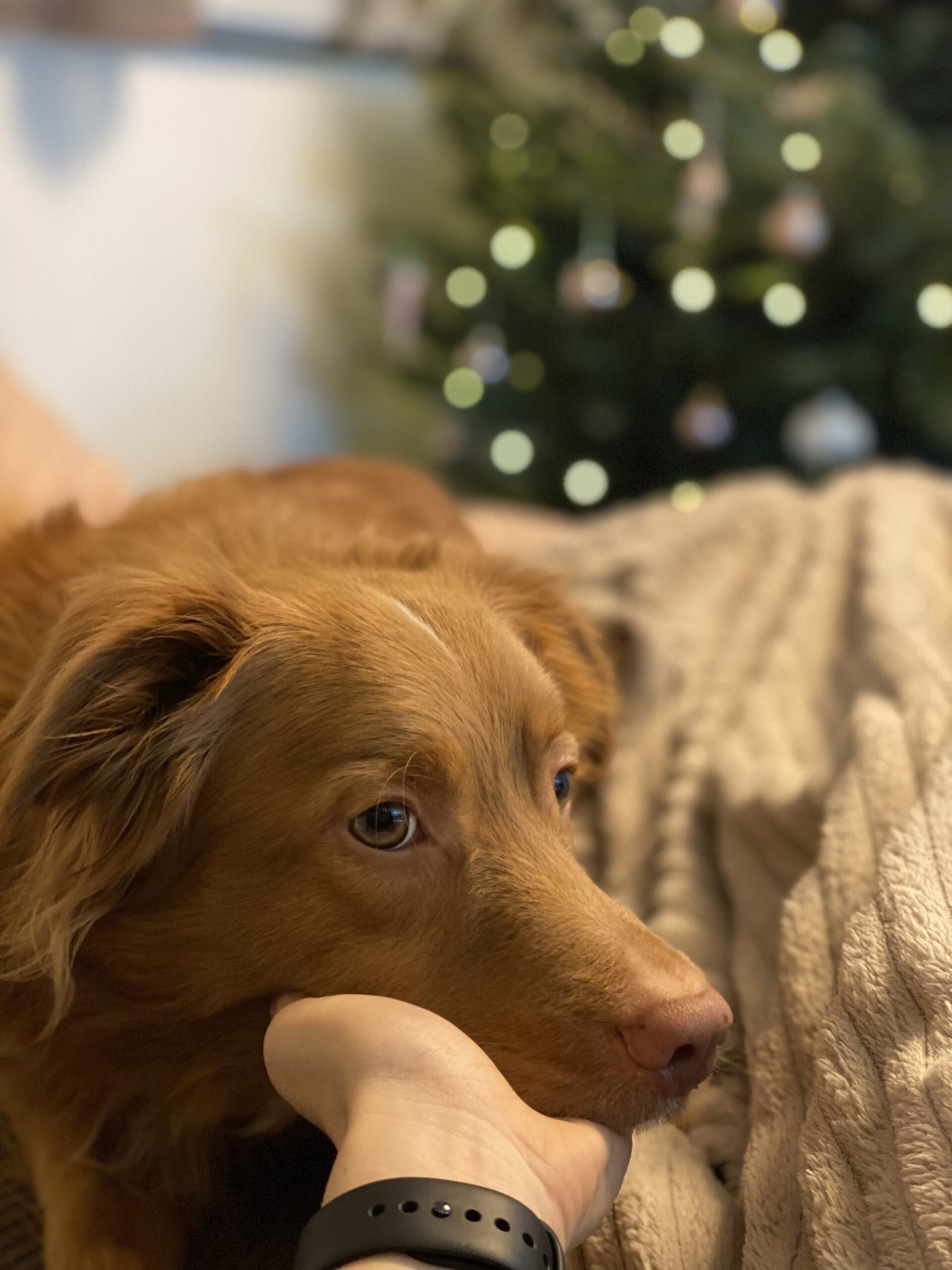 Ein Hund hat seine Schnauze in der Handfläche von einem Menschen abgelegt.