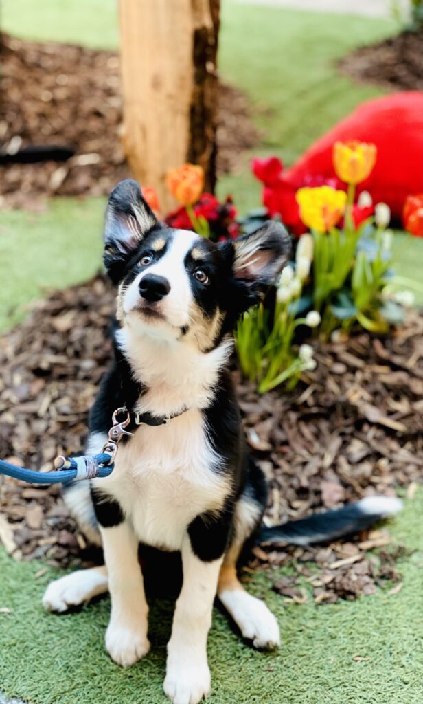 Ein kleiner schwarz weißer Welpe mit riesen Ohren sitzt vor ein paar Tulpen.