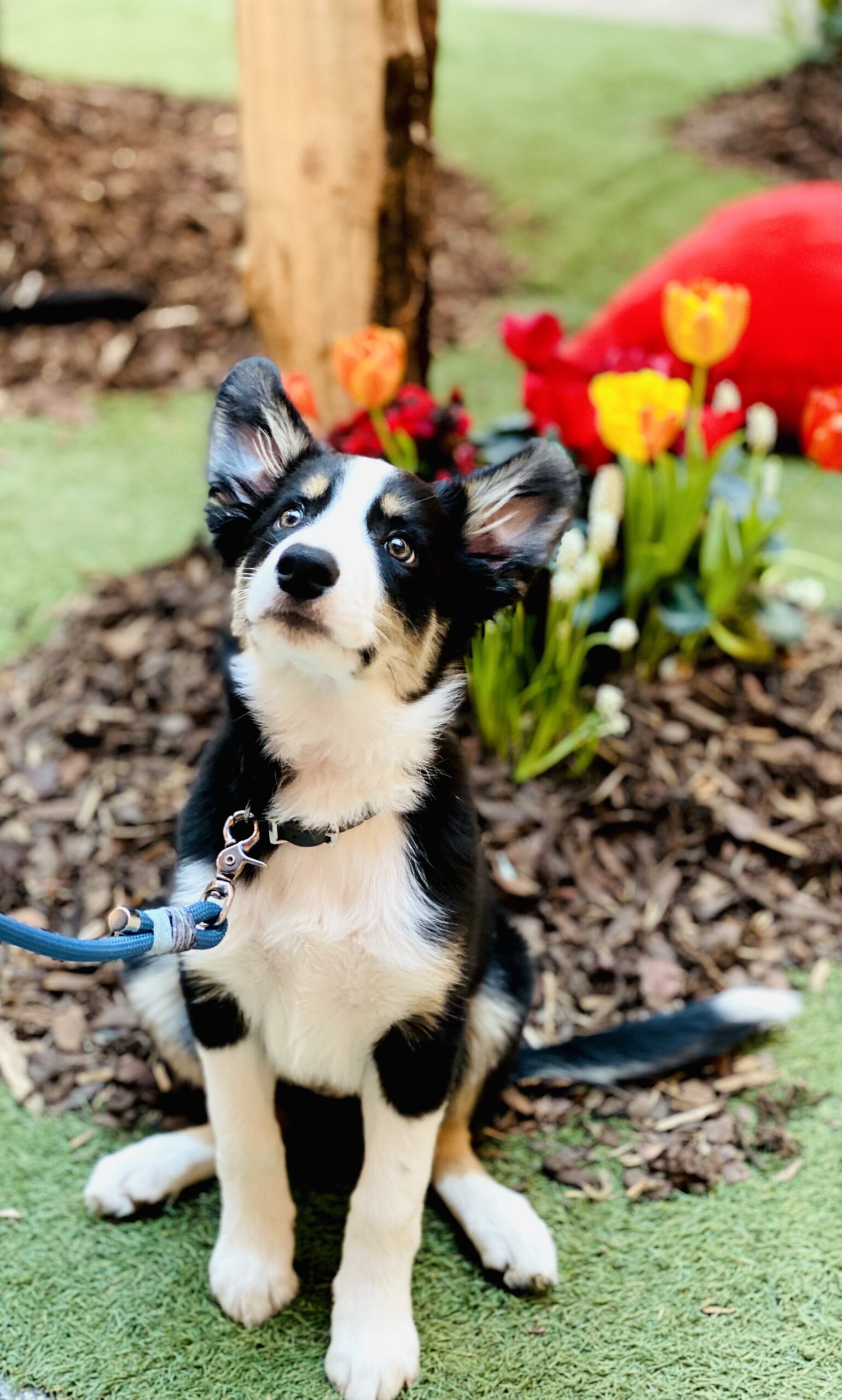 Ein kleiner schwarz weißer Welpe mit riesen Ohren sitzt vor ein paar Tulpen.