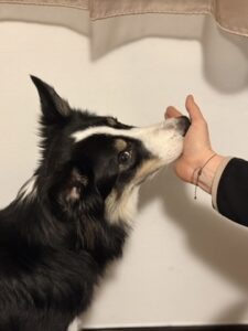 TR Handtouch – Erhöhen Der Dauer