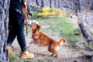 TR Das 2min Training – Training mit Struktur & Spaß