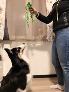 TR Positionen aus dem Spiel – Schnelligkeit und Spaß