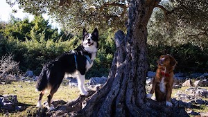 Ortsbild von „Miss EMMI Dog Training“